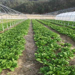 곰배령농산물,[곰배령농산물]인제 명품 산나물 명이나물 1kg