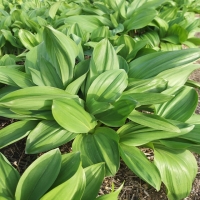 [곰배령농산물] (예약주문) 인제 명품 산나물 명이나물 1kg