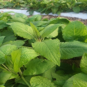 곰배령농산물,[곰배령농산물]인제 명품 산나물 곤드레나물 1kg